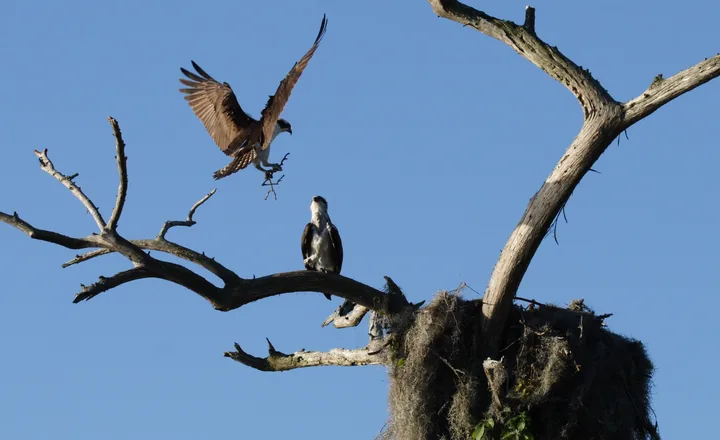 Ospreys nesting above Doctors Lake at Lakeside, Florida
