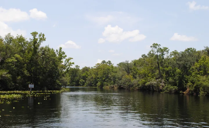 The dark tannin-stained water of Black Creek at Middleburg, Florida, lined with cypress and oak