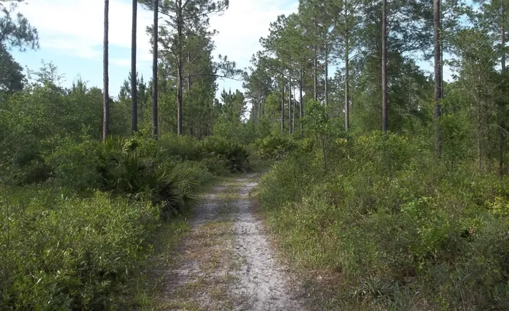 Pine flatwoods and saw palmetto in Jennings State Forest, west of Oakleaf Plantation, Florida
