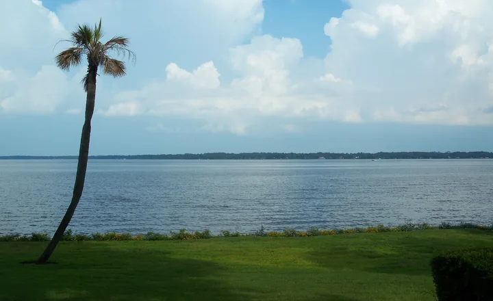 A lone cabbage palm on the bank of the St. Johns River at Orange Park, Florida