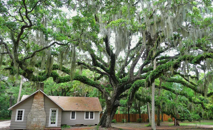 A moss-draped live oak at Washington Oaks Gardens State Park in Palm Coast, Florida